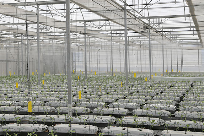 Nebulizadores en acción. Nebulizadores en acción.