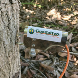 Sensor crecimiento de tronco