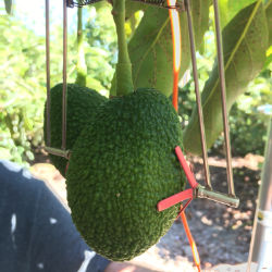 Sensor de fruto