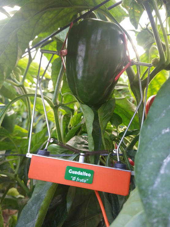 Sensor de crecimiento