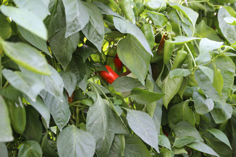 Cultivo de pimiento en invernadero
