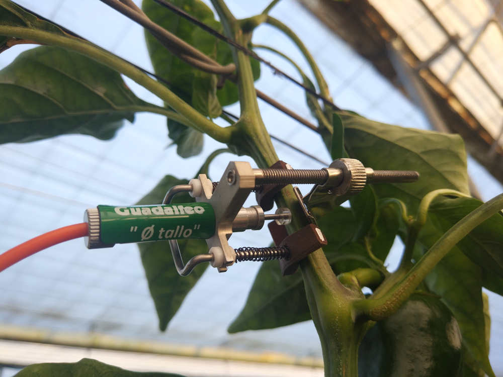 sensor de tallo Guadalfeo