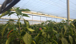 técnicas de riego en invernadero